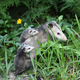 Illustration for article titled An Opossum May One Day Save You From a Deadly Snakebite